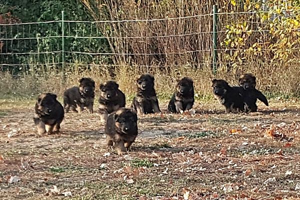 Die Welpen sind 6 Wochen alt