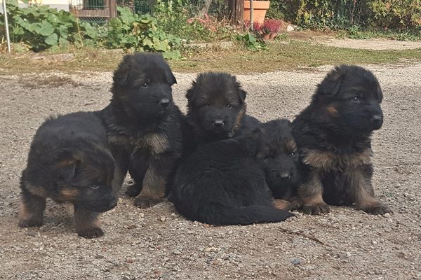 Die Welpen sind  4 Wochen alt.
