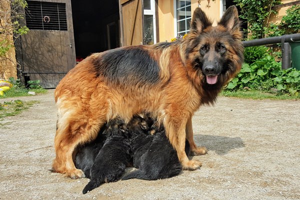 Die Welpen sind  4 Wochen alt.