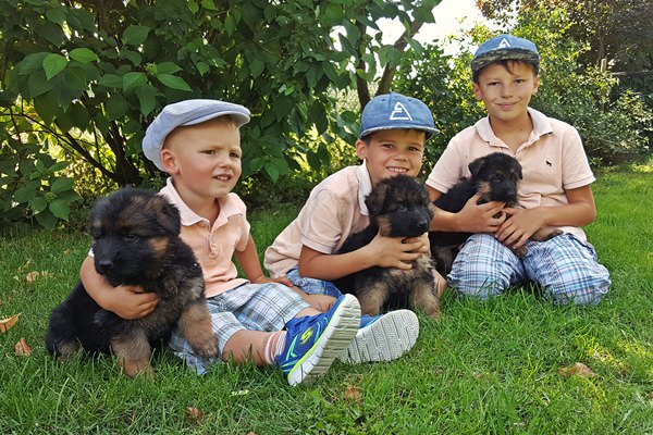 Welpen , 6 Wochen alt