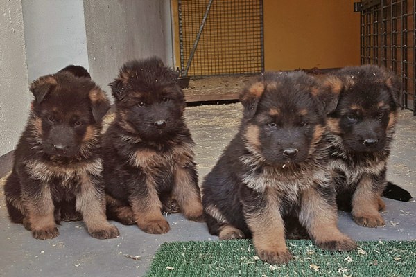 Die Welpen sind  4,5 Wochen alt.